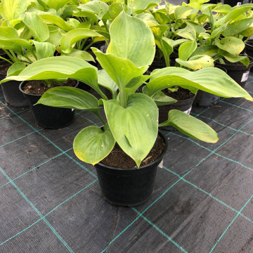 Стандарт поставки 1 Хоста Авокадо (горшок 2л)