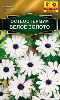 Остеоспермум Белое золото - купить с доставкой