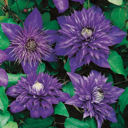 Clematis Multiblue
