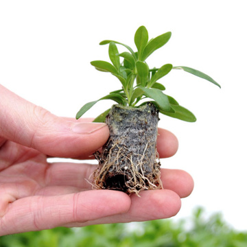 Стандарт поставки 1 Фуксия Клаудиа