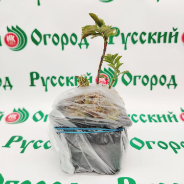 Стандарт поставки 5 Рябина Бриллиант