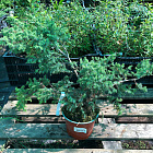 Можжевельник Китайский Блю Альпс (горшок 2л)