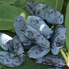 Жимолость Бакчарский великан (горшок 1л)