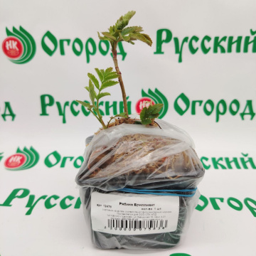 Стандарт поставки 1 Рябина Бриллиант