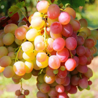 Виноград Ливия - купить с доставкой