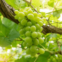 Виноград Ювендана - купить с доставкой