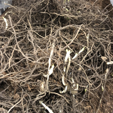 Стандарт поставки 9 Флокс метельчатый Незабудка