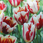 Тюльпан Карнавал де Рио