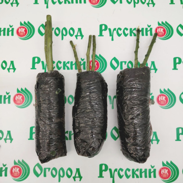 Стандарт поставки 10 Роза Сатин (горшок 2л)