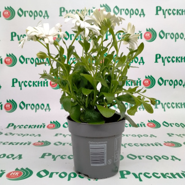 Стандарт поставки 3 Остеоспермум белый