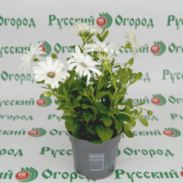 Стандарт поставки 4 Остеоспермум белый