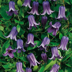 Clematis Ruguchi