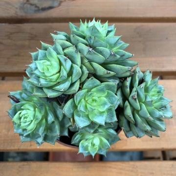 Стандарт поставки 5 Эхеверия Фабиола, D-9