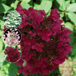 Hydrangea paniculata Wims Red