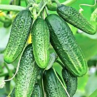 Огурец Малютка Анютка - купить с доставкой