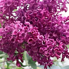 Сирень обыкновенная Бесконечность