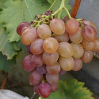 Виноград Овация - купить с доставкой