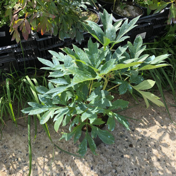 Стандарт поставки 3 Пион травянистый Мунлайт Сноу