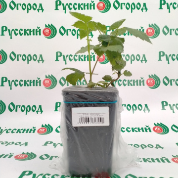 Стандарт поставки 4 Ежевика Агавам (горшок 1л)