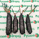 Роза Папа Мейян