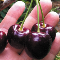 Гибрид вишни и черешни Рубиновка™ - купить с доставкой