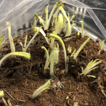 Стандарт поставки 2 Мак Туркенлуиз