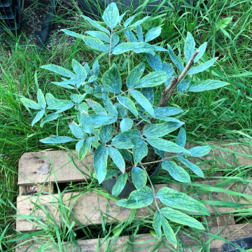 Стандарт поставки 16 Пион древовидный Король Цветов