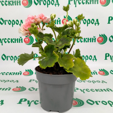 Стандарт поставки 2 Пеларгония розовидная Эпплблоссом