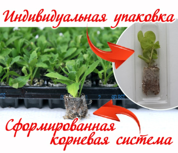 Стандарт поставки 2 Фуксия Клаудиа