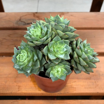 Стандарт поставки 4 Эхеверия Фабиола, D-9