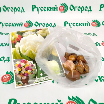 Стандарт поставки 4 Тюльпан Айс Эйдж
