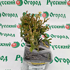Туя складчатая Корник III (горшок Р9)