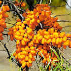 Облепиха Елизавета