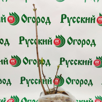 Стандарт поставки 2 Сирень обыкновенная Знамя Ленина
