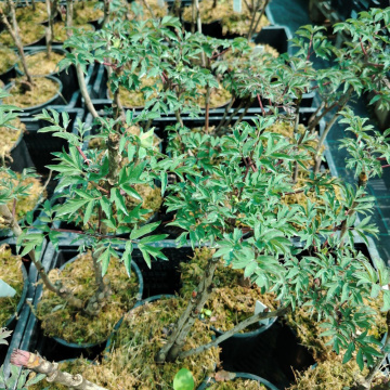 Стандарт поставки 2 Пион древовидный Король Цветов