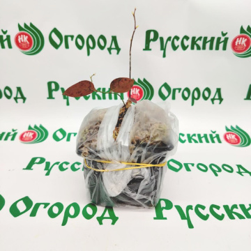 Стандарт поставки 3 Голубика Нельсон