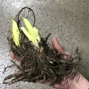 Стандарт поставки 13 Лилейник гибридный Саммервайн