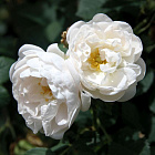 Роза морщинистая Альба (горшок 3л)