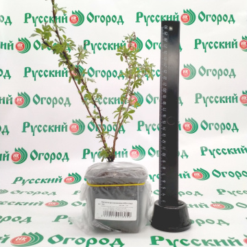 Стандарт поставки 1 Лапчатка кустарниковая Абботсвуд 