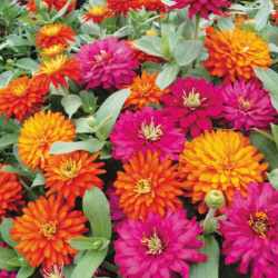 Zinnia F1 Double Sugar, mix