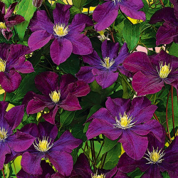 Clematis Varšava Nike
