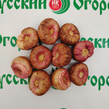 Стандарт поставки 1 Гладиолус Пируэт