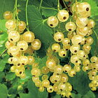 Смородина Виксне