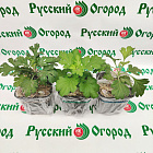 Хризантема Розовый ангел