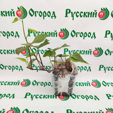 Стандарт поставки 4 Батат Винницкий розовый