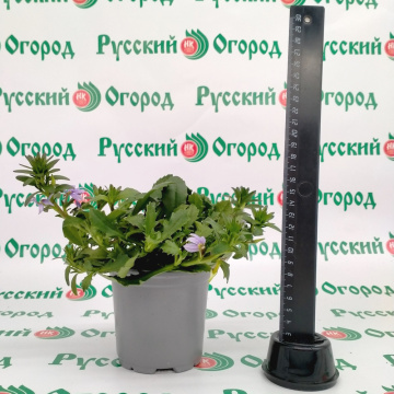 Стандарт поставки 1 Сцевола голубая