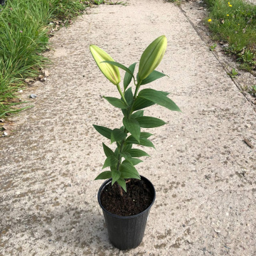 Стандарт поставки 16 Лилия Мисс Пекулиар