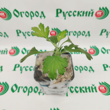 Стандарт поставки 3 Хризантема Золотые облака