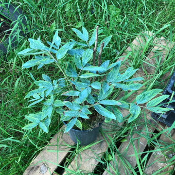 Стандарт поставки 17 Пион древовидный Король Цветов