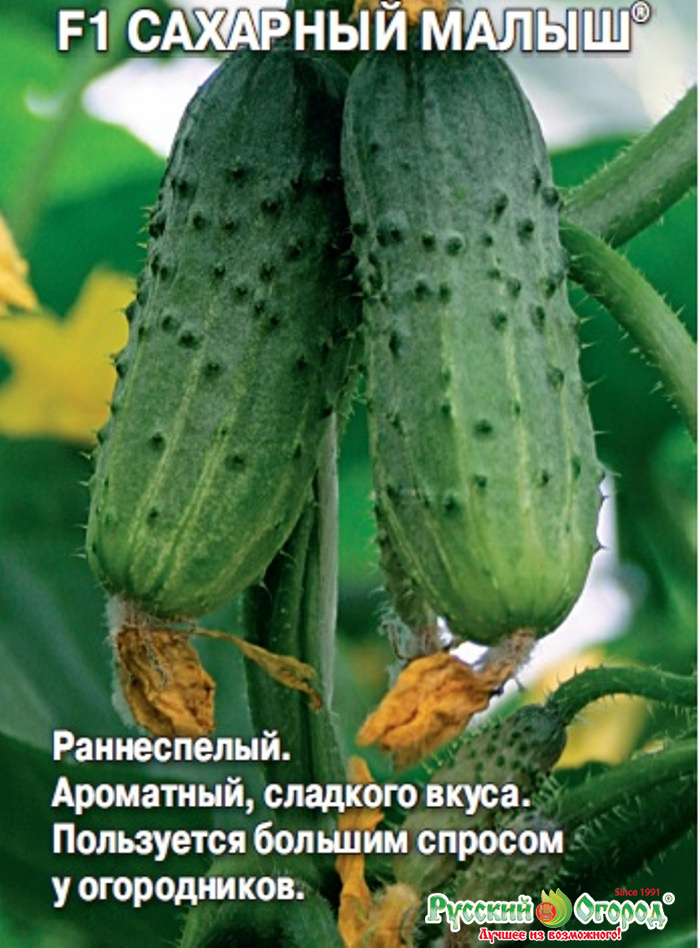 Огурец Малыш Описание Сорта Фото Отзывы Огурец Малыш Описание Сорта Фото Отзывы